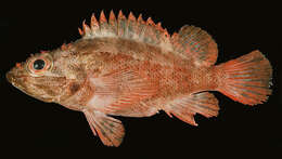 Image of Englert&#39;s scorpionfish