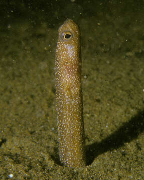 Image of Dusky garden eel