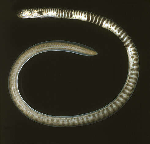 Image of Banded garden eel