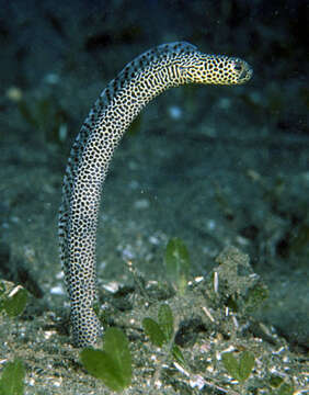 Image of Taylor&#39;s garden eel