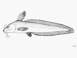 Imagem de Plotosus limbatus Valenciennes 1840