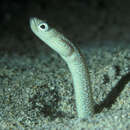 Image of Klausewitz&#39; garden eel