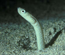 Image of Klausewitz&#39; garden eel