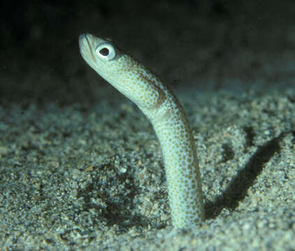 Image of Klausewitz&#39; garden eel