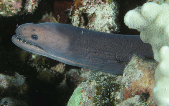 Image of Bennett&#39;s moray