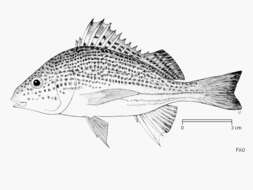 Plancia ëd Pomadasys multimaculatus (Playfair 1867)