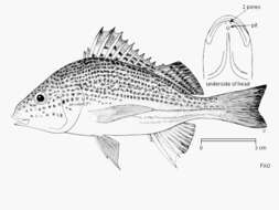 Plancia ëd Pomadasys multimaculatus (Playfair 1867)