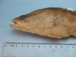 Image of Big-eye mandarin fish