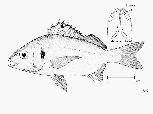 Plancia ëd Pomadasys olivaceus (Day 1875)