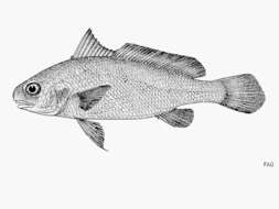 Image of Belanger&#39;s croaker