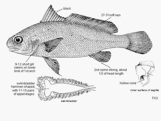 Image of Belanger&#39;s croaker