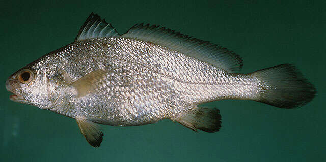 Image of Belanger&#39;s croaker