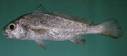 Image of Belanger&#39;s croaker