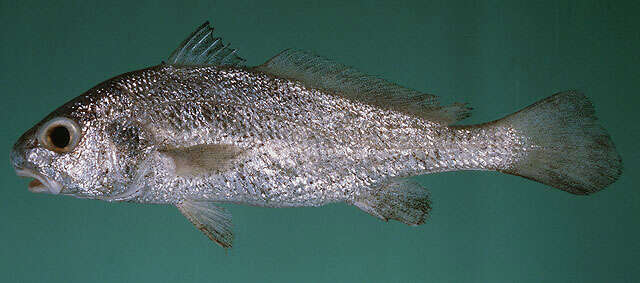 Image of Belanger&#39;s croaker