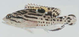 Image of Brown-spotted Rockcod