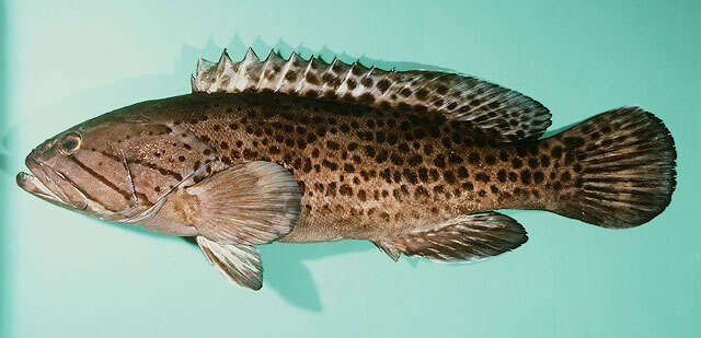 Image of Brown-spotted Rockcod