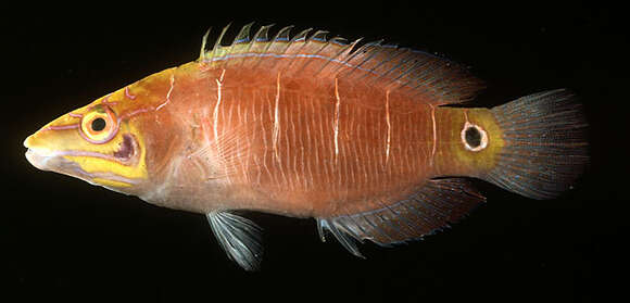 صورة Pseudocheilinus ocellatus Randall 1999