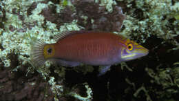 Image of Magenta Wrasse