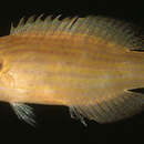 Pseudocheilinus dispilus Randall 1999 resmi