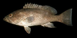 Image of Brown-spotted Grouper