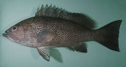 Image of Brown-spotted Grouper