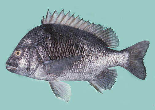 Image of Black Bream