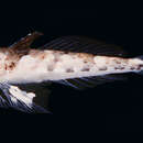 Image of Randall&#39;s dragonet