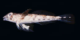 Image of Randall&#39;s dragonet