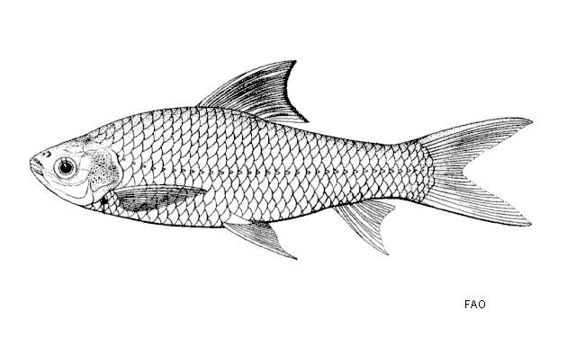 Image of Henicorhynchus