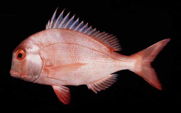 Image of Englishman seabream