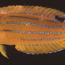 Image of Coris marquesensis Randall 1999