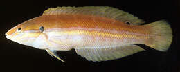 Image of Coris roseoviridis Randall 1999