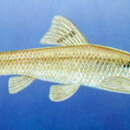 Image of Chinese-tassel fish