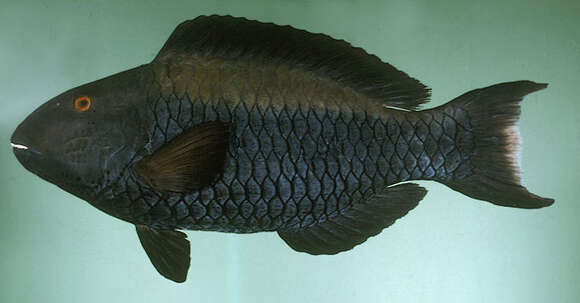 صورة Cetoscarus