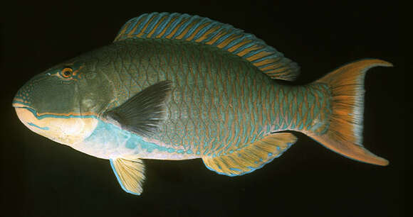 Image of Cetoscarus