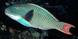 صورة Cetoscarus