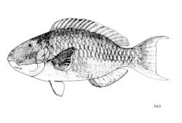 Image of Cetoscarus