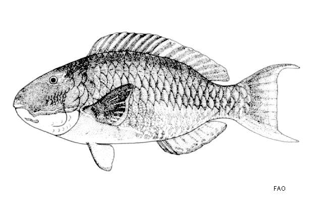 Image of Cetoscarus
