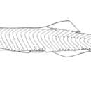 Image of Rio Negro pygmy anchovy