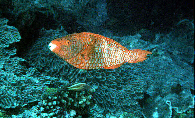 صورة Scarus xanthopleura Bleeker 1853