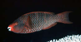 صورة Scarus xanthopleura Bleeker 1853