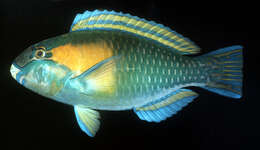 Image of Bower's Parrotfish