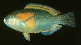 Image of Bower's Parrotfish