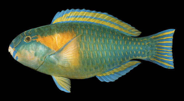 Image of Bower's Parrotfish