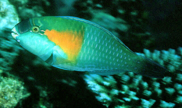 Image of Bower's Parrotfish