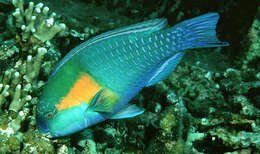 Image of Bower's Parrotfish