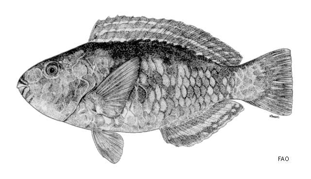 Image of Bower's Parrotfish