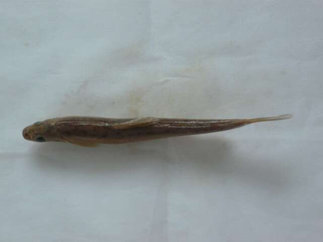 Image of Huanghe naked carp