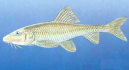 Image of Eight-whisker gudgeon