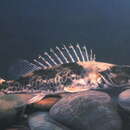 Image of Slender mandarinfish